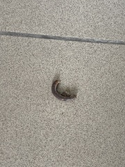 Diplopoda