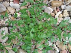 Fallopia convolvulus