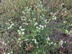 Parthenium hysterophorus