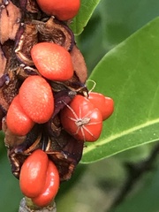 Philodromus aureolus