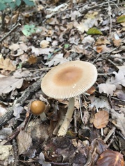 Amanita fulva