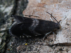 Strophedra nitidana