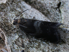 Strophedra nitidana