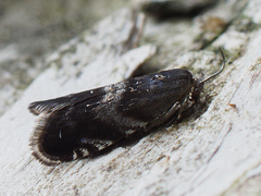 Strophedra nitidana
