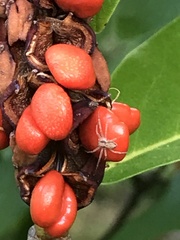 Philodromus aureolus