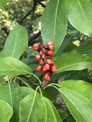 Philodromus aureolus