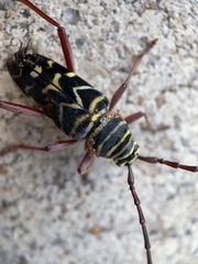 Megacyllene caryae