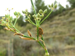 Graphosoma semipunctatum