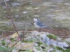 Motacilla alba alba