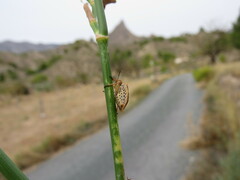 Graphosoma semipunctatum