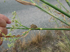 Graphosoma semipunctatum