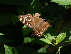 Junonia lemonias