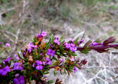 Muraltia satureioides