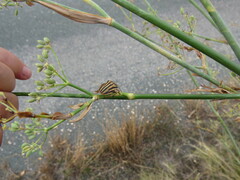 Graphosoma semipunctatum