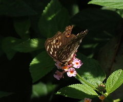 Junonia lemonias