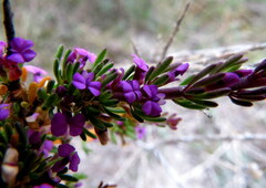 Muraltia satureioides