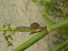 Graphosoma semipunctatum