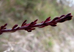 Muraltia satureioides