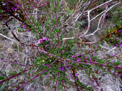 Muraltia satureioides