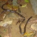 Nagao Kukri Snake - Photo (c) SIFASV from Vietnam_Nguyen Van Tan, some rights reserved (CC BY-NC), uploaded by SIFASV from Vietnam_Nguyen Van Tan