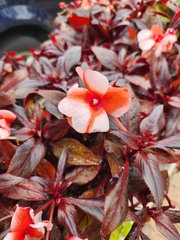 Impatiens