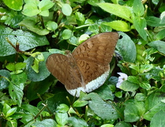Tanaecia lepidea
