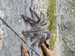 Psalmopoeus