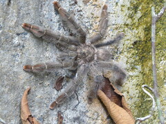 Psalmopoeus