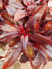 Impatiens