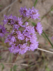 Phyllopodium cephalophorum