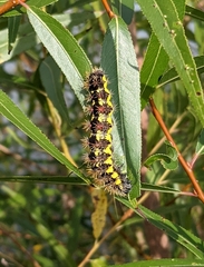 Acronicta