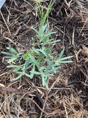 Melampodium leucanthum