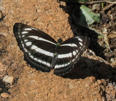 Neptis hylas