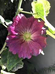 Alcea rosea