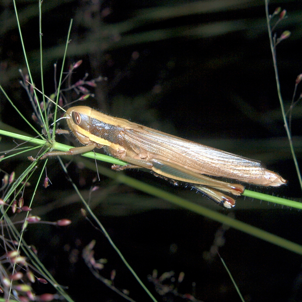 Homoxyrrhepes punctipennis