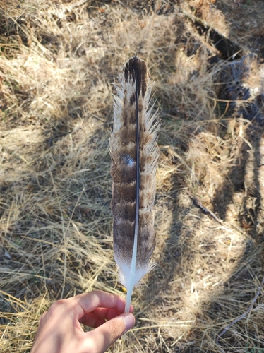 Plume de Aigle ibérique