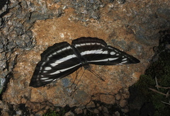 Neptis hylas