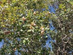 Notholithocarpus densiflorus densiflorus