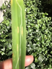Ophiomyia kwansonis
