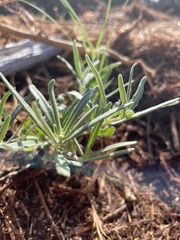 Melampodium leucanthum