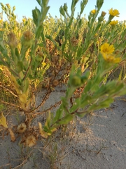 Bradburia pilosa