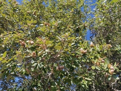 Notholithocarpus densiflorus densiflorus