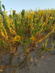 Bradburia pilosa