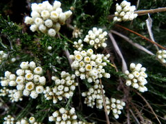 Helichrysum rosum