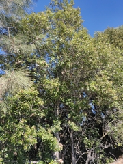 Notholithocarpus densiflorus densiflorus