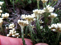 Helichrysum rosum