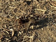 Aphonopelma eutylenum