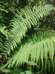 Dryopteris wallichiana