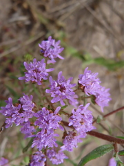 Phyllopodium cephalophorum
