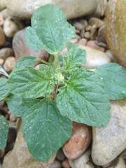 Chrozophora tinctoria